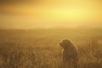 Tibetan Terrier