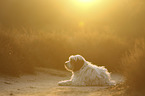 lying Tibetan Terrier