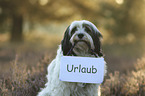 Tibetan Terrier portrait