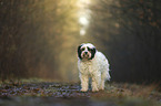 standing Tibetan Terrier