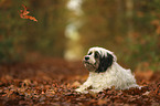 lying Tibetan Terrier