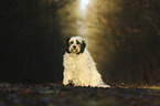 sitting Tibetan Terrier