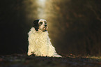 sitting Tibetan Terrier