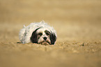 lying Tibetan Terrier