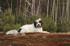 lying Tibetan Terrier