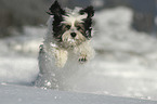 running Tibetan Terrier