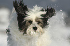 running Tibetan Terrier