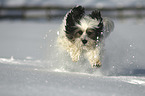 running Tibetan Terrier