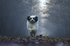 running Tibetan Terrier