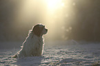 sitting Tibetan Terrier