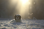 lying Tibetan Terrier