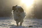 running Tibetan Terrier