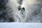 running Tibetan Terrier