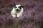 running Tibetan Terrier