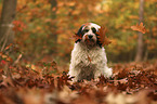 sitting Tibetan Terrier