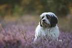 Tibetan Terrier portrait