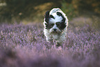 running Tibetan Terrier