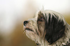 Tibetan Terrier portrait