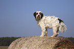 standing Tibetan Terrier