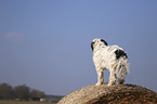 standing Tibetan Terrier