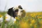 Tibetan Terrier portrait