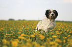 standing Tibetan Terrier