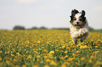 running Tibetan Terrier