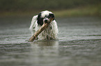 Tibetan Terrier in the water