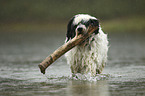 Tibetan Terrier in the water