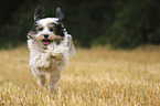 running Tibetan Terrier