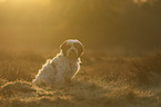 sitting Tibetan Terrier