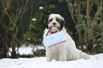 sitting Tibetan Terrier