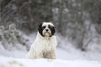 sitting Tibetan Terrier