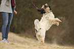 playing Tibetan Terrier