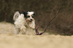 playing Tibetan Terrier