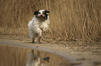 running Tibetan Terrier