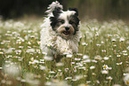 running Tibetan Terrier