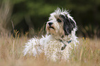 lying Tibetan Terrier