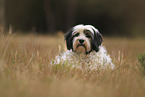 lying Tibetan Terrier