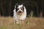 running Tibetan Terrier
