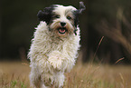 running Tibetan Terrier