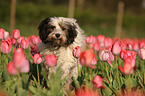 running Tibetan Terrier