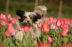 running Tibetan Terrier