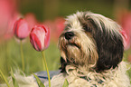 Tibetan Terrier Portrait