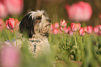 Tibetan Terrier Portrait