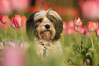 Tibetan Terrier Portrait