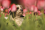 Tibetan Terrier Portrait