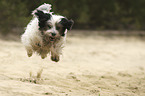 jumping Tibetan Terrier