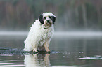 sitting Tibetan Terrier