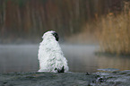 sitting Tibetan Terrier